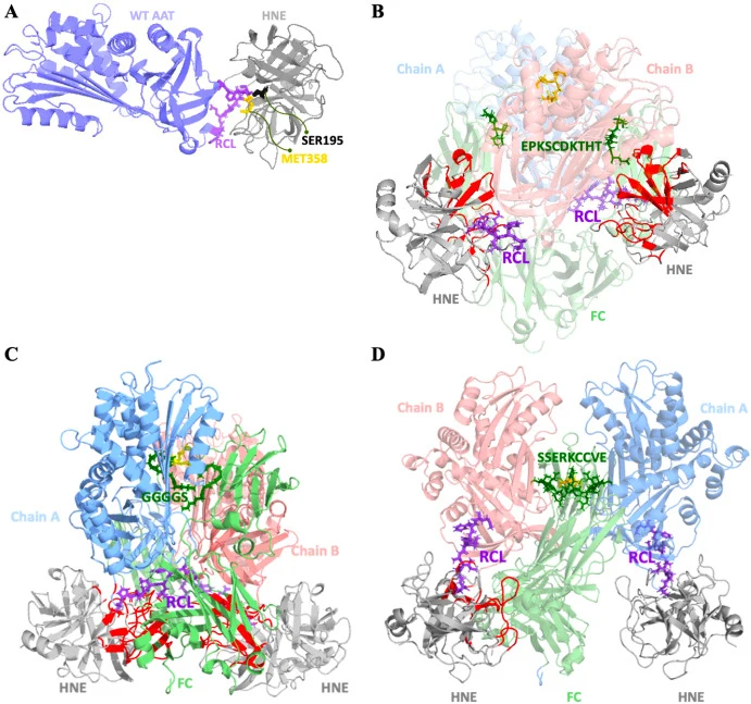 Structural comparison of wild-type and Fc-fused AAT highlights linker-dependent constraints on protease binding geometry. Panels A–D show energy-minimised models of the AAT–HNE Michaelis complex and three Met358Val AAT-Fc fusion dimers. In panel A, the scissile P1–P1’ bond is highlighted: the P1 Met