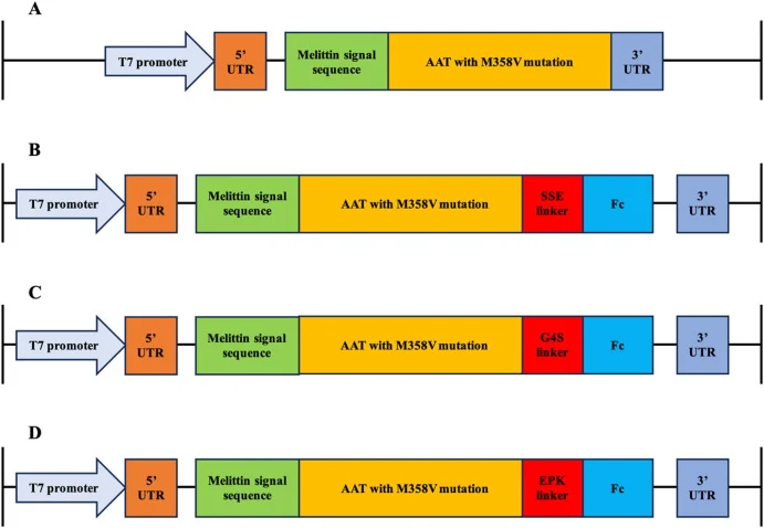 用于ALiCE®系统的基因构建体。A:AAT构建体,B:AAT-SSE-Fc构建体,C:AAT-G4S-Fc构建体,D:AAT-EPK-Fc构建体。