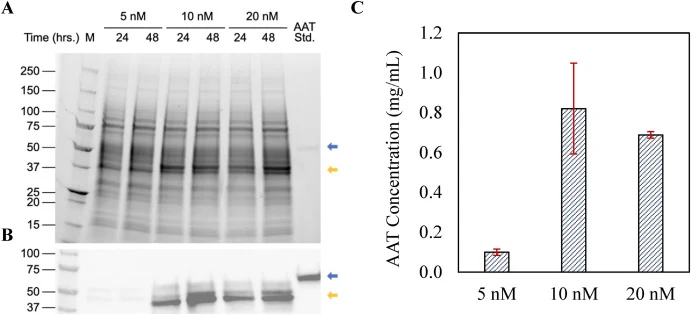质粒浓度(纳摩尔,nM)对AAT产量的影响,通过SDS-PAGE(A)、Western Blot(B)可视化及ELISA(C)定量分析。8 μL Precision Plus All Blue及Precision Plus All Blue Unstained作为分子量标准(M)。将1 μL粗裂解液样品稀释于29 μL中。