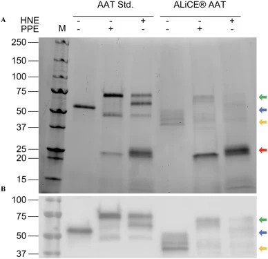 Testing functionality of ALiCE® produced AAT using Band shift assay as visualized on SDS-PAGE (A) and Western Blot (B). 8 μL of Precision Plus All Blue and Precision Plus All Blue Unstained were used as the molecular weight marker (M). Prolastin-C used as AAT Standard (Std). Blue and orange arrows h