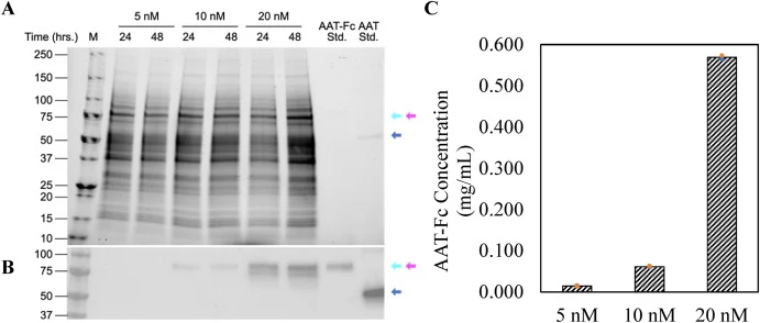 质粒浓度对AAT-SSE-Fc产量的影响,通过SDS-PAGE(A)、Western Blot(B)观察,并通过ELISA(C)定量。使用8 μL Precision Plus All Blue和Precision Plus All Blue Unstained作为分子量标记(M)。将1 μL粗裂解液样品稀释于29 μL PBS 1X中。