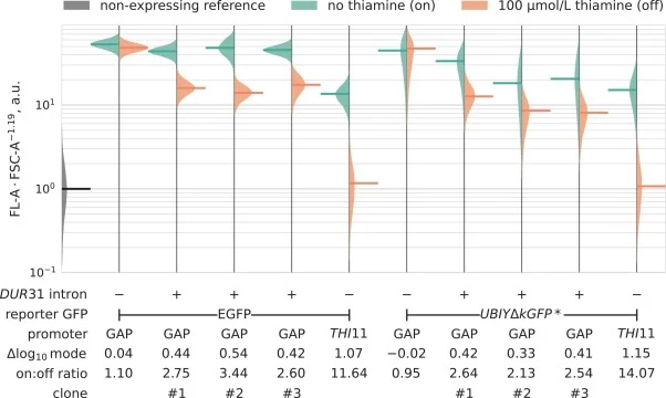 Effect of thiamine and GFP stability on the OpDUR31 riboswitch in PGAP intron(+/–) and P THI11 intron(–) strains in flow cytometry. Filled areas are Epanechnikov kernel density estimates normalised for area; horizontal bars of equal length indicate distribution modes. Fluorescence area was referred