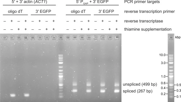 Splicing verification with sqRT-PCR for PGAP intron(+) EGFP strain. Samples processed without reverse transcriptase (left in each pair) as DNase treatment control; PCR with actin-specific primers (left half) as reverse transcription primer specificity control. Products of lengths expected for both s