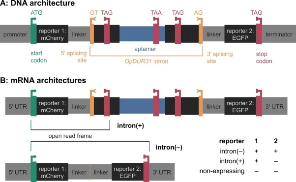 Design of the attempted dual reporter system. A: DNA architecture of the dual reporter cassette. B: mRNA architectures of unspliced intron(+) and spliced or reference intron(–) cassettes. In the dual reporter cassettes, the initial 8 codon exon (Fig. 1) was replaced with the coding sequence of a flu