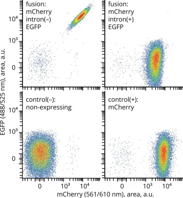 On-state fluorescence of the dual reporter system with split c-Myc linkers. Fluorescence signal areas for strains expressing fluorescent reporters (top row) and respective controls (bottom row) under the control of PGAP in the absence of external thiamine. Axes in logicle scale (W = 1, M = 4.5, A =
