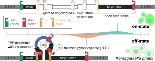 Evaluation of Ogataea polymorpha DUR31 TPP riboswitch as a t