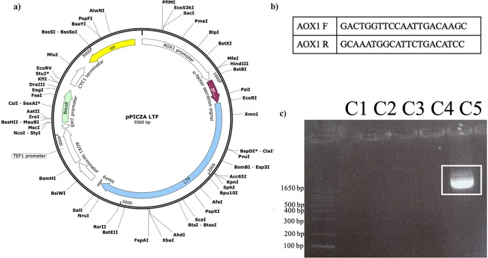 (a) pPICZα-bLF质粒的可视化,(b) AOX-1引物,(c) 通过菌落PCR确认整合到DH5α大肠杆菌电感受态细胞中(挑取菌落#1-5)。