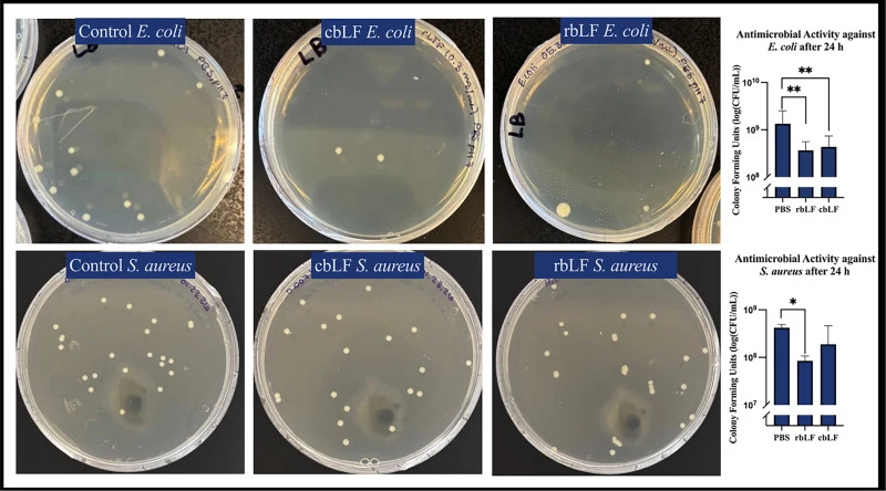 大肠杆菌生长(顶行)与 PBS、rbLF 或 cbLF 共孵育(从左至右)的视觉呈现及菌落形成