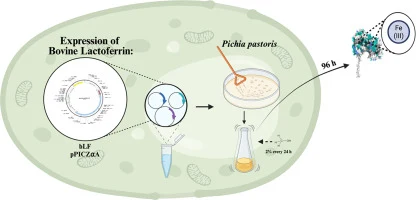 Extracellular expression of recombinant bovine lactoferrin i