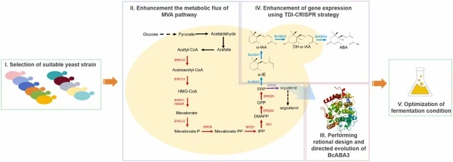 The abscisic acid (ABA) biosynthetic pathways and multidimensional engineering strategies for enhancing ABA biosynthesis in yeast. acetyl-CoA acetyltransferase (ERG10); 3-hydroxy-3-methylglutaryl synthase (ERG13); 3-hydroxy-3-methylglutaryl-CoA reductase from Ruegeria pomeroyi (RpHMGR,), truncated 3