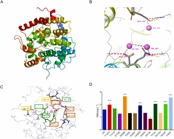Directed evolution of B. cinerea α-ionylideneethane synthase (BcABA3). (A) 3D structure of BcABA3 predicted by AlphaFold2. (B) Diagram of magnesium ion binding sites. (C) Docking binding of substrate FPP and BcABA3. (D) ABA production of strains harboring enzyme mutations. Triplicate reactions per e
