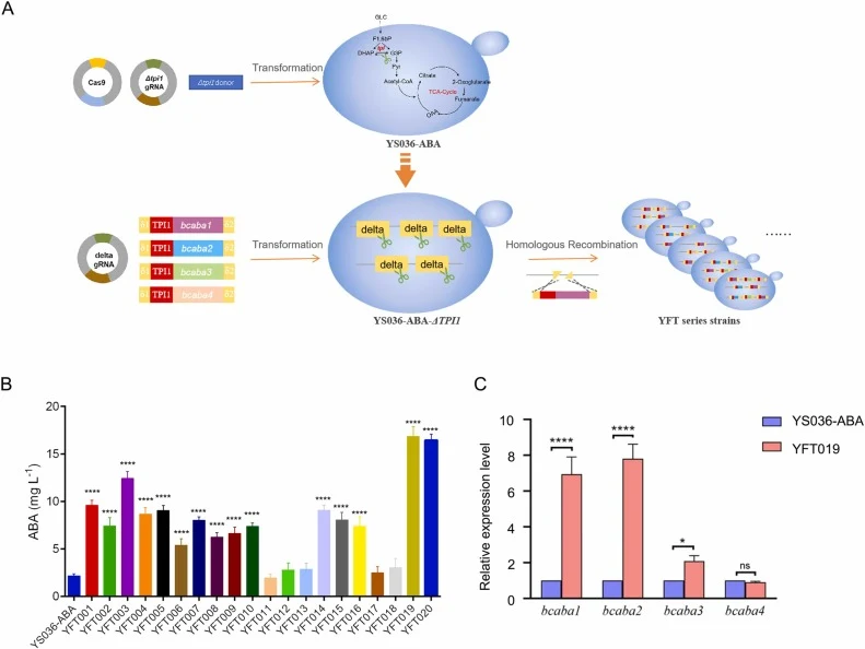 利用TPI1-delta驱动的CRISPR-Cas9(TDI-CRISPR)策略增强基因表达。(A)TDI-CRISPR