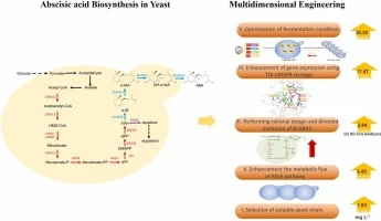Enhancement of abscisic acid biosynthesis in Saccharomyces c