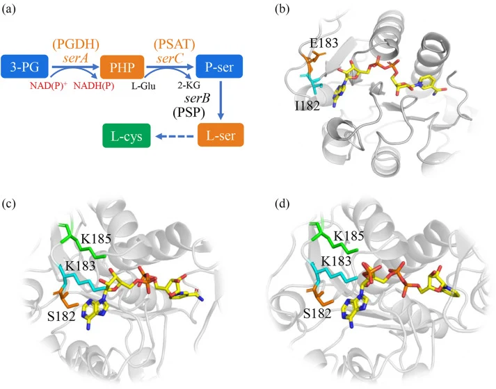 Engineering PGDH for dual NADH/NADPH cofactor specificity. (A) PGDH-catalyzed reaction. (B) Binding mode of NADH in PGDH. (C) Molecular docking of the PGDHI182S/E183K with NADH. (D) Molecular docking of the PGDHI182S/E183K with NADPH.