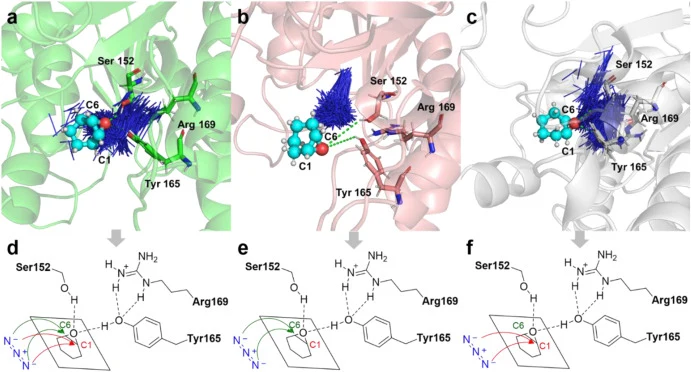 Distribution of the azide ions in the protein pocket. a. WT is colored in green, 1a in cyan and azide ions in blue. 1a and amino acid residue are shown as stick-and-ball and azide ions are shown as lines. b. GZ-2 is colored in pink, 1a in cyan and azide ions in blue. 1a and amino acid residue are sh
