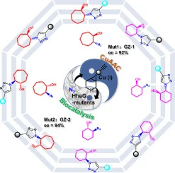 Directed evolution of stereoselective enzymes meets click re