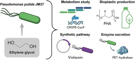 Pseudomonas putida JM37 as a novel bacterial chassis for eth