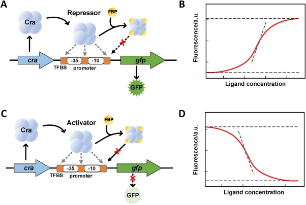Two functional forms of the glycolysis flux biosensor based on Cra. (A) The mechanism of the positive-response biosensor. Cra, which acted as a repressor on the target promoter, was dissociated from the DNA strand by FBP, and the expression of the reporter gene was activated. (B) The proposed dose–r