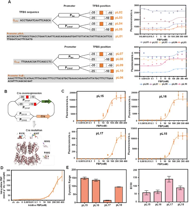 Engineering workflow for positive-response construction and tuning. (A) The promoter architecture and characterization of the constructed positive-response biosensors pL01-pL10. (B) Tuning biosensors through the overexpression of Cra and modifying the metabolite-binding affinity of Cra. (C) Characte