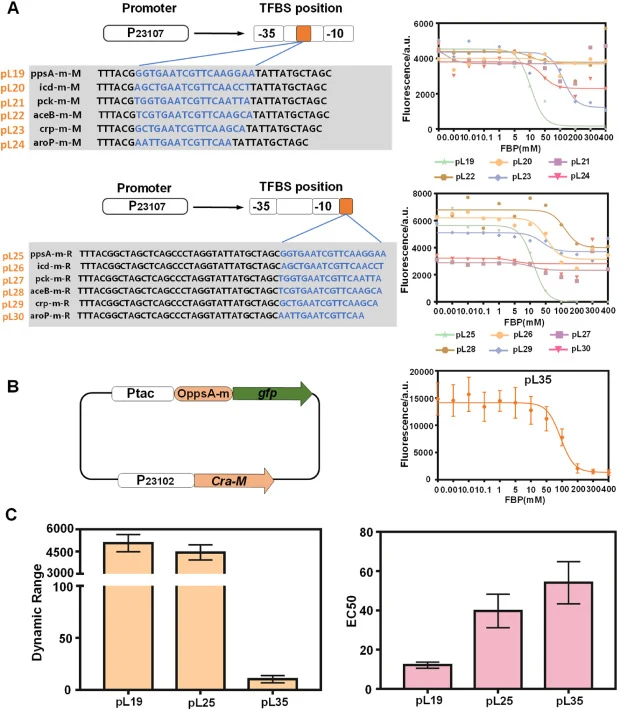 Negative-response flux biosensor construction and tuning. (A) The promoters and characterization of the constructed negative-response biosensors pL19-pL30. The basis for the lines was Hill function fits. (B) The architecture of plasmid pL35: Cra with amino acid site mutation at 57, 58, 59, and 60 wa
