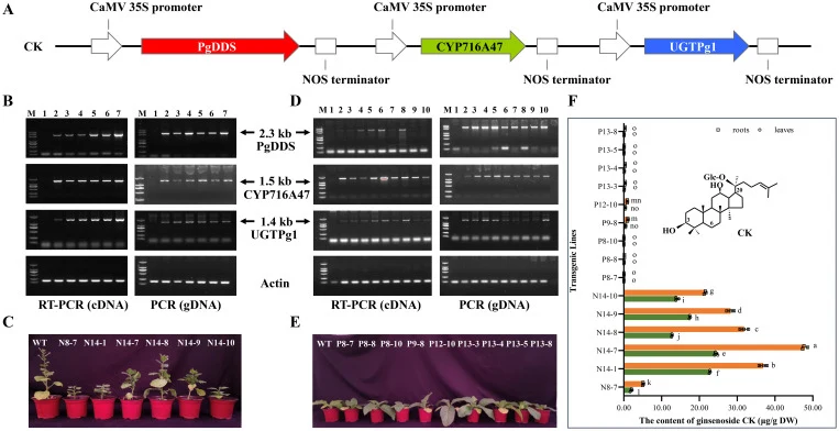 Heterologous synthesis of rare ginsenoside CK in N. benthamiana and K326. (A) Schematic diagram of the vector for synthesizing rare ginsenoside CK; (B) Screening of positive lines synthesizing rare ginsenoside CK in N. benthamiana by PCR and RT-PCR. Lane M: DNA marker, Lane 1: WT (untreated N. benth