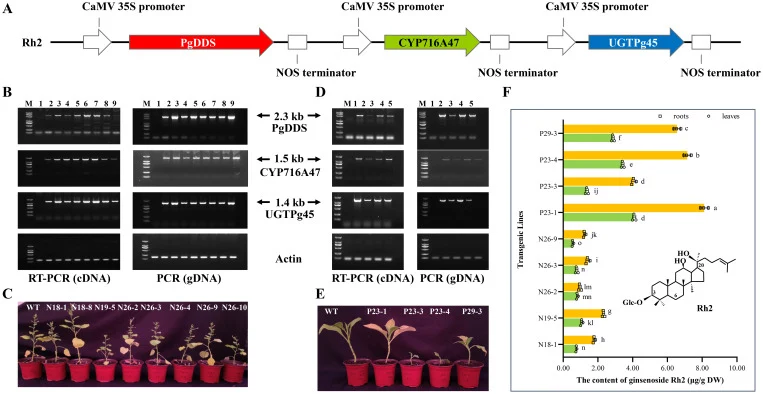 Heterologous synthesis of rare ginsenoside Rh2 in N. benthamiana and K326. (A) Schematic diagram of the vector for synthesizing rare ginsenoside Rh2; (B) Screening of positive lines synthesizing rare ginsenoside Rh2 in N. benthamiana by PCR and RT-PCR. Lane M: DNA marker, Lane 1: WT (untreated N. be