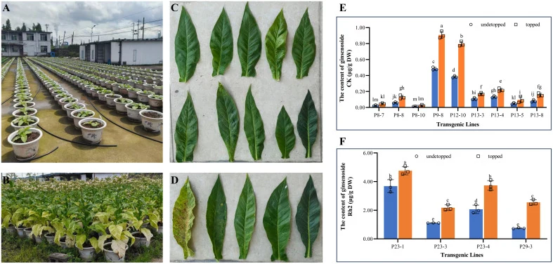 Pot experiment of transgenic K326 lines synthesizing rare ginsenosides CK and Rh2. (A) Pot-cultured seedling stage; (B) Pot-cultured full flowering stage; (C) Upper-middle leaves of transgenic K326 lines synthesizing rare ginsenoside CK. In the first row, from left to right: P8-7, P8-8, P8-10, P9-8,