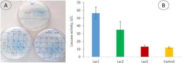 A. Functional plate assay for screening of Laccase secreting Pichia recombinants. Several colonies were patched on minimal media containing ABTS along with negative control GS115 host strain. B. Comparison of laccase activity in replicate liquid cultures of Pichia recombinants in comparison to the h
