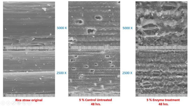 Scanning electron micrographs of laccase treated rice straw. Left: Untreated rice straw. Middle: 5 % rice straw treated in water. Right: 5 % rice straw treated with enzyme from the fungal culture.