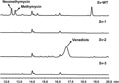 HPLC analysis (230 nm) of the metabolites produced by the wild type and mutant S. venezuelae strains. Sv-WT: wild type; Sv-1: the pikAⅠ inactivated strain; Sv-2: the Sv-1 strain with the expression of ved cluster driven by the promoter kasOp∗; Sv-3: the Sv-2 strain with vedA inactivated. The peaks c