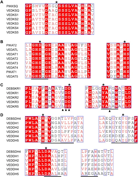 来自venediol PKS的KS (A)、AT (B)、KR (C)、DH (D)结构域与所选代表性功能结构域的蛋白质序列比对。PKS名称和序列登录号如下:VED, venediol, 表S4;PIK, pikromycin, AF079138;DEBS, erythromycin, L076