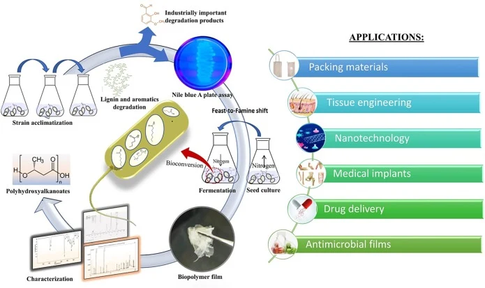 Schematic representation showing screening of biopolymers using Nile blue A plate assay, fermentation under nitrogen feast and famine conditions and characterization of extracted polymers using GC–MS, FT-IR and H1 NMR. Applications of polyhydroxyalkanoates are shown demonstrating their importance in