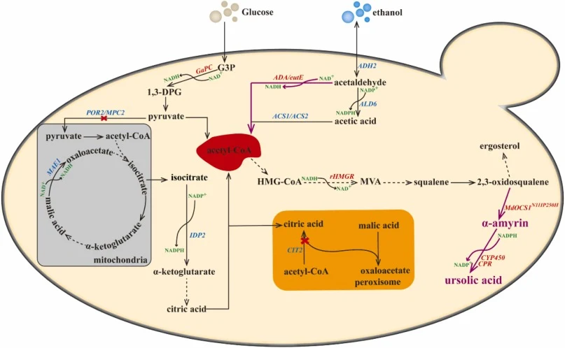 Ursolic acid synthetic pathway and strategies to increase its production by promoting the balance of cofactors and enhancing the supply of acetyl-CoA in S. cerevisiae. Purple arrows represent the exogenous pathway including ursolic acid synthesis and acetyl-CoA synthesis. Genes in red represent exog