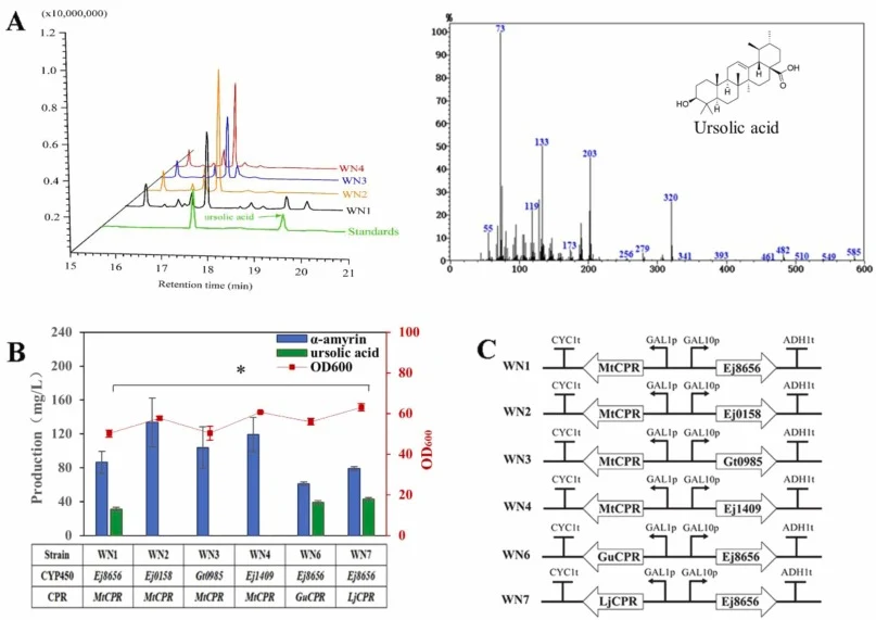 Mining of CYP450 and CPR to synthesize ursolic acid in S. cerevisiae. A. GC-MS analysis of ursolic acid standards and metabolite extracts from fermentation broth of WN1, WN2, WN3 and WN4. The green curve represents the ursolic acid standards. Green arrow points to the peak of ursolic acid. B. Ursoli