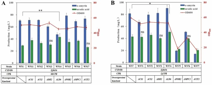 Effects of regulating acetyl-CoA supply on ursolic acid synthesis in S. cerevisiae. A. The production of ursolic acid in engineered strains based on WN1 after manipulating genes related with acetyl-CoA synthesis. B. The production of ursolic acid in engineered strains based on WN7 after manipulating