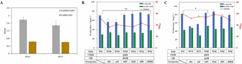 Balancing of cell redox homeostasis to improve ursolic acid production. A. Intracellular NADPH/NADP+ and NADH/NAD+ ratios of strains WN1 and WN7. B. The production of ursolic acid in WN1 and the engineered strains from WN1 after regulating cofactor-related genes. C. The production of ursolic acid in