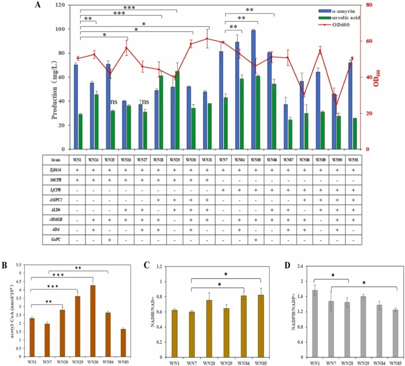 Combined cofactor engineering for improved compatibility of ursolic acid biosynthesis in engineered S. cerevisiae. A. Production of ursolic acid via combined cofactor engineering in different engineered strains. B. Acetyl-CoA level in the engineered strains. C. Intracellular NADH/NAD+ ratio of engin