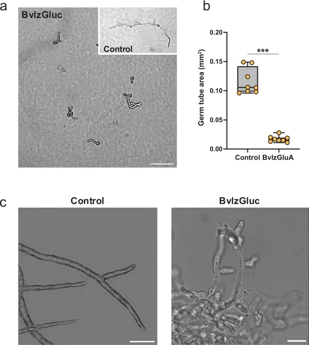 Impact of BvlzGluc on Botrytis cinerea development. a. The germination of B. cinerea spores was significantly inhibited upon exposure to BvlzGluc. In addition to the reduction in germination rates, the length of the germ tubes also considerably decreased. Scale bar, 20 μm. b. Whisker plot showing th