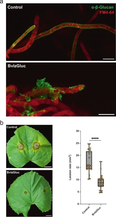 Effect of BvlzGluc on Botrytis cinerea infection in plants. a. Immunocytochemical analysis using an anti-fungal monoclonal primary antibody and a GFP-conjugated anti-rabbit secondary antibody demonstrated the normal distribution of β-glucans in Botrytis cinerea hyphae. In the control samples, the β-