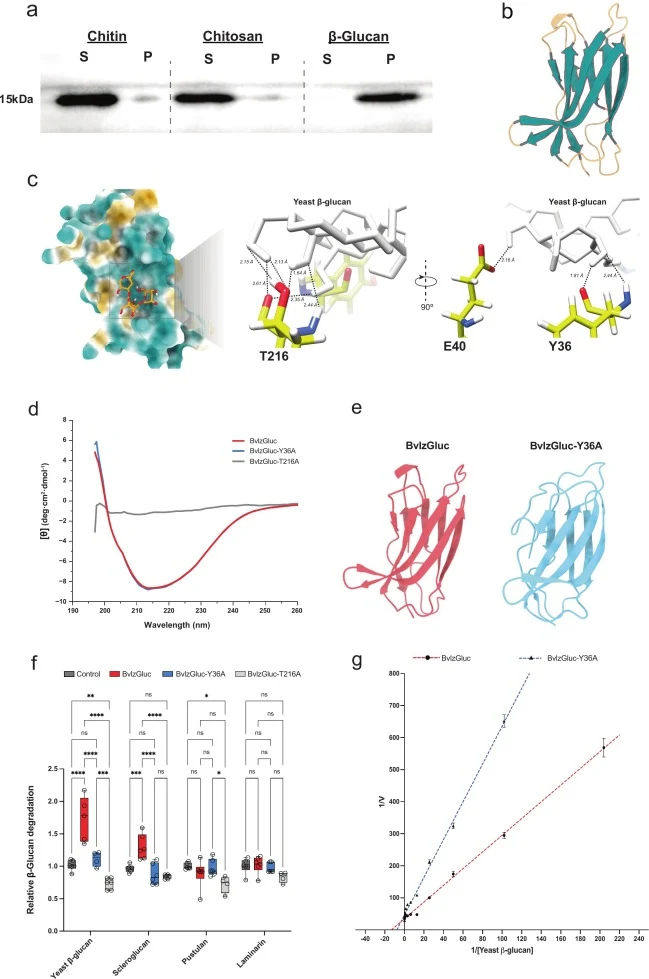 Purification and characterization of BvlzGluc. a. SDS–PAGE analysis revealed an unexpected phenomenon during purification: while the protein was successfully purified (15 kDa), increasing its concentration resulted in the appearance of a band corresponding to an entity with a molecular weight higher