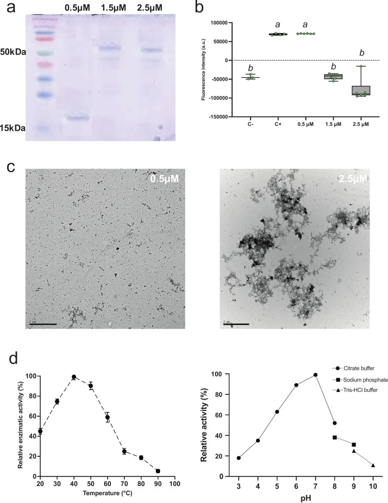 Phylogenetic and structural analysis of BvlzGluc (WP_060674061) and its structural comparison with β-glucanases from other phylogenetically related bacterial strains. a. In the phylogenetic analysis, BvlzGluc tended to group with β-glucanases from B. cereus and B. subtilis rather than with β-glucana