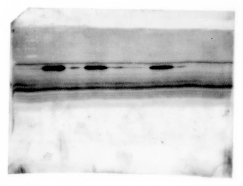 Supplementary Figure. Western blot