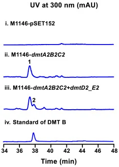 dmtD2_E2 与不同 dmt2 基因的组合表达。