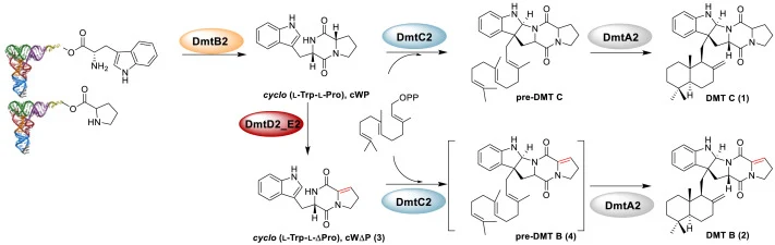 The proposed biosynthetic pathway of DMTs in Streptomyces sp. NRRL F-5123.