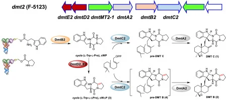 Characterization of the cyclodipeptide synthase gene cluster