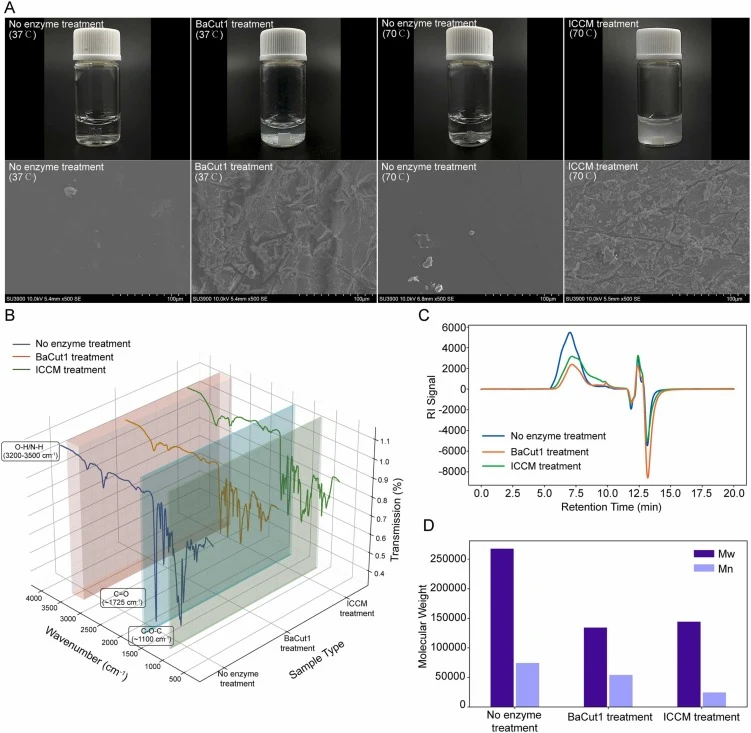 Enzymatic degradation of poly (ethylene adipate)-polyurethane (PEA-PU). (A) Visual observation of film degradation & Surface morphology by SEM. PEA-PU films became turbid and fragmented after 36 h of incubation with ICCM (70 °C) or BaCut1 (37 °C), while enzyme-free controls remained optically transp
