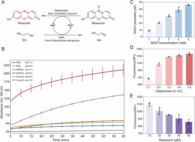 Development of the coupled fluorescence assay. (A) Reaction scheme of the ethylene glycol (EG)-coupled fluorescence assay. Schematic of the enzymatic cascade linking EG oxidation to resorufin fluorescence via GldA and diaphorase. (B) Identification of the optimal buffer for GldA-mediated NADH genera