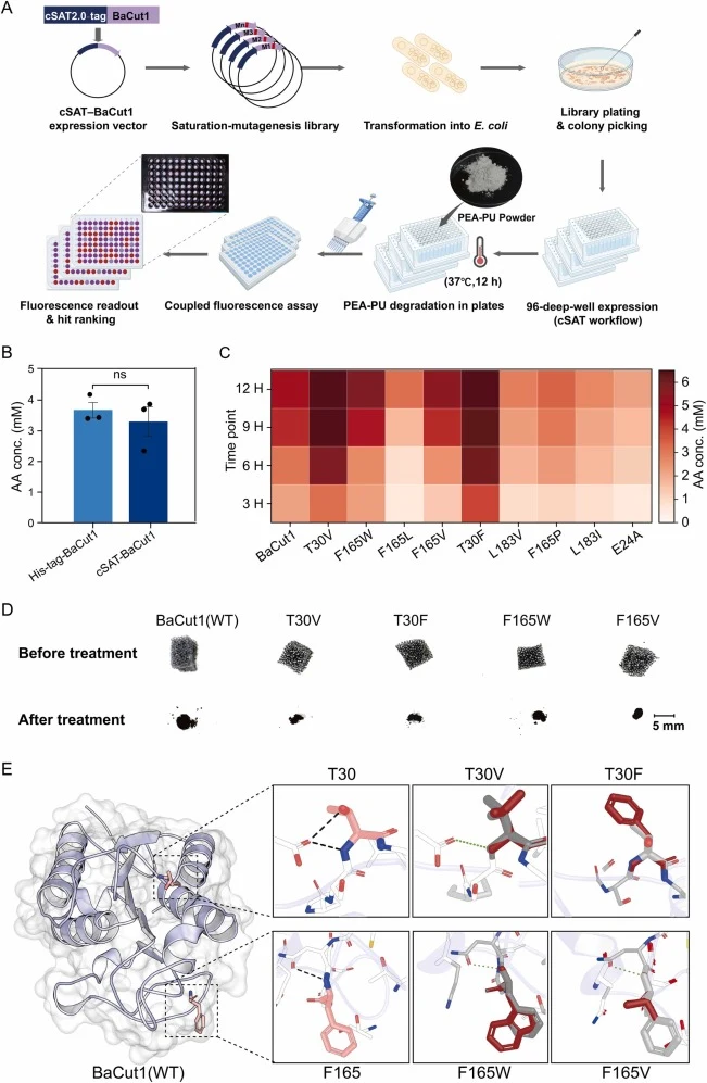High-throughput screening (HTS) and characterization of improved BaCut1 variants for PU degradation. (A) Schematic representation of the integrated HTS workflow. The pipeline encompasses saturation mutagenesis, cSAT 2.0-mediated protein expression in 96-deep-well plates, and a primary screen against
