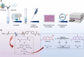 A coupled fluorescence assay for high-throughput screening o