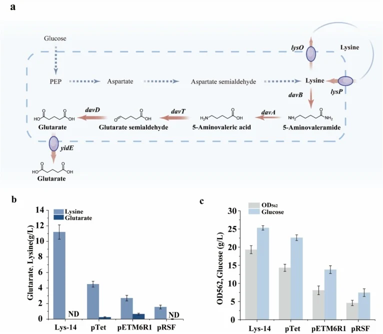 Construction and evaluation of glutarate production in the plasmid-based strain. (a) Schematic representation of the glutarate biosynthesis pathway. The genes involved include lysO, which encodes a lysine exporter; lysP, which encodes a lysine-specific permease; davB, which encodes L-lysine 2-monoox